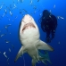 shark_tiger_sand_spar_v_0314_nca0642.jpg